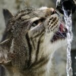 7 Reasons Cats Obsess Over Running Water
