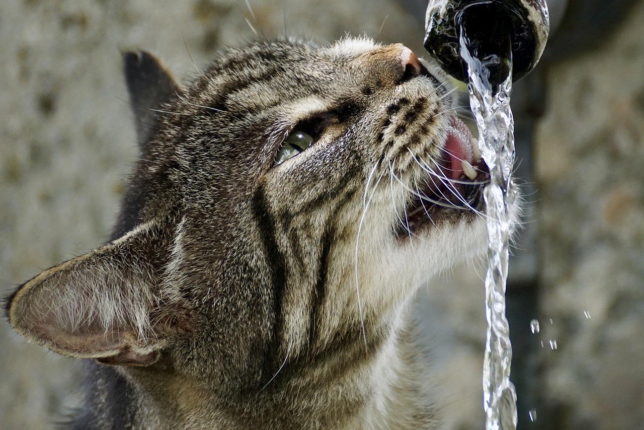 7 Reasons Cats Obsess Over Running Water