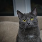 8 Cat Breeds That Bond With Earth Signs Instantly