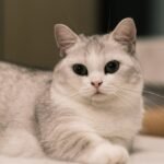 10 Cat Breeds Fire Signs Can't Resist