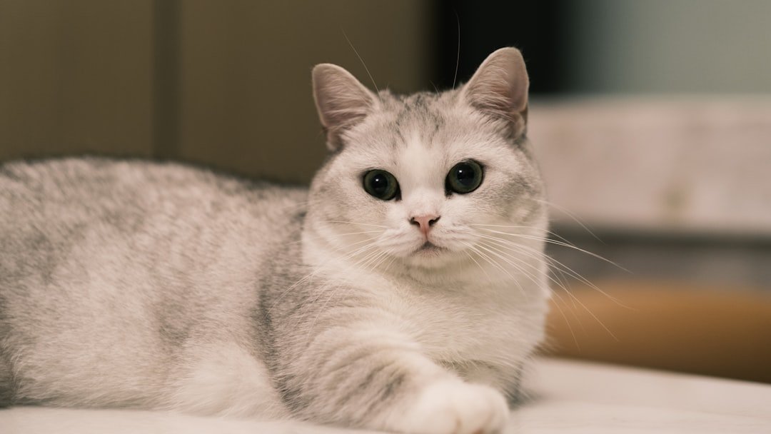 10 Cat Breeds Fire Signs Can't Resist