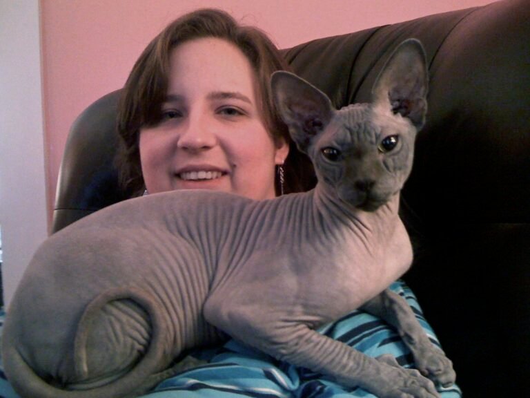 8 Cat Breeds That Mirror Their Owner's Personality