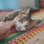 10 Emotional Ways Cats Say Thank You