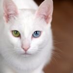 12 Cat Breeds With the Most Striking Eyes in the World