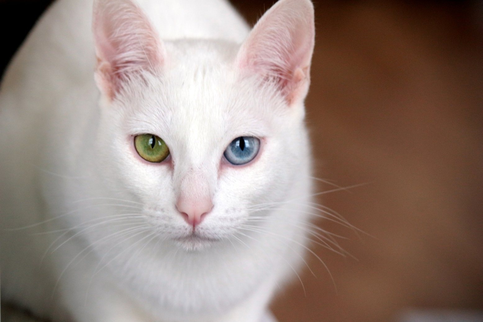 12 Cat Breeds With the Most Striking Eyes in the World