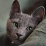 10 Cat Breeds That Hate Change More Than Anything