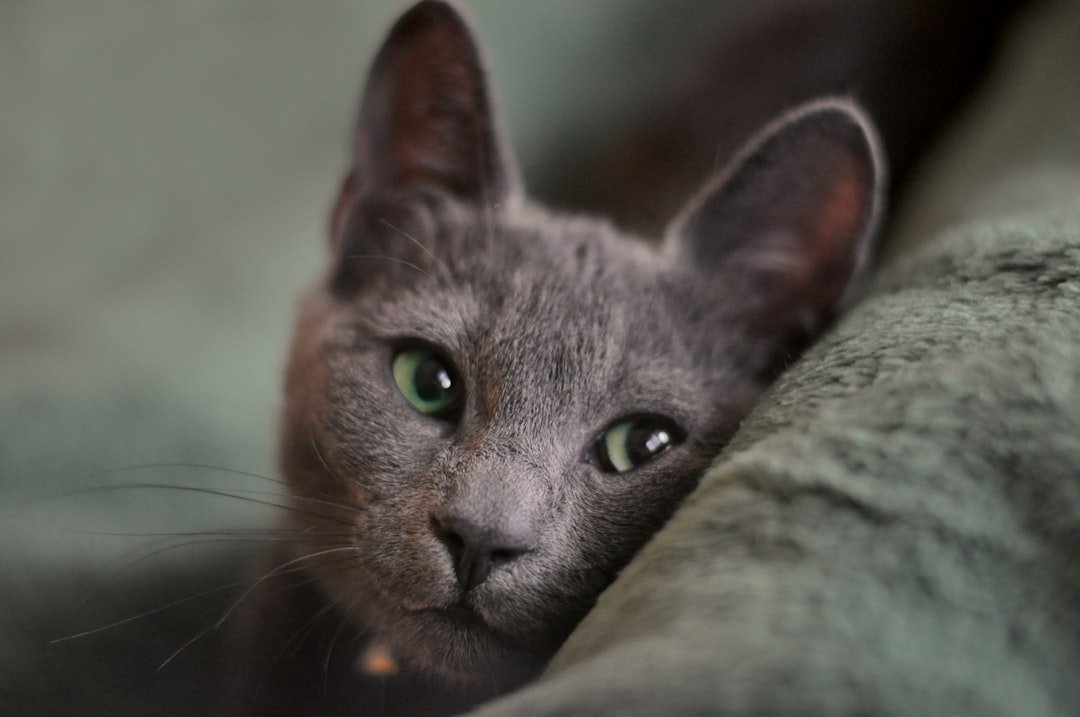 10 Cat Breeds That Hate Change More Than Anything