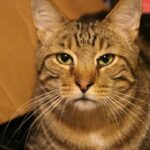 8 Signs Your Cat Is Developing Senior Sensibilities
