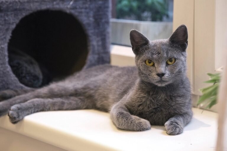 9 Cat Breeds That Shine in Quiet Homes