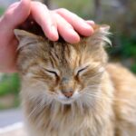 10 Ways to Tell Your Cat Feels Truly Safe With You