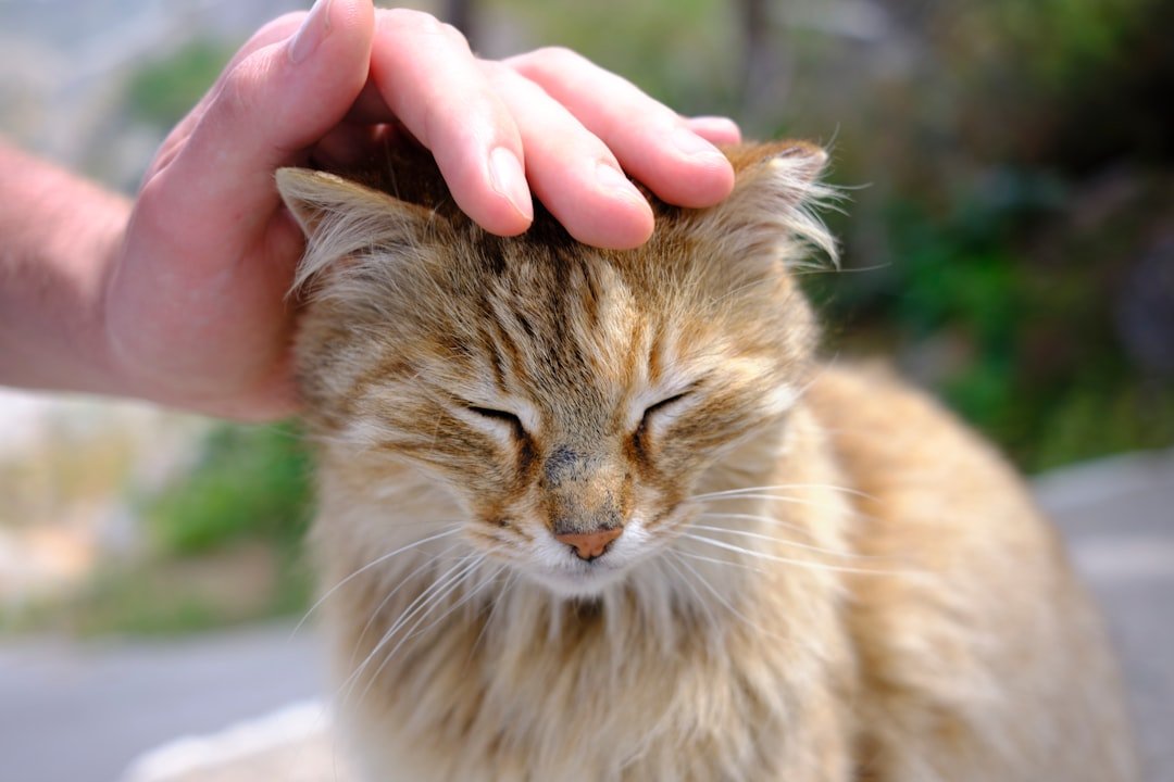 10 Ways to Tell Your Cat Feels Truly Safe With You