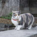 12 Cat Breeds With Personalities Bigger Than Their Size