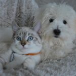 10 Cat Breeds That Form Instant Friendships With Dogs