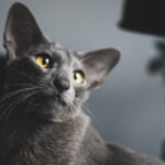 9 Cat Breeds Known for Their Hilarious Vocal Habits