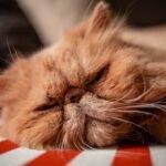 8 Cat Breeds That Sleep the Most Hours Per Day