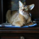 10 Cat Breeds With Lion-Like Personalities