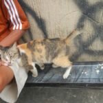 9 Signs Your Cat Is Trying to Cheer You Up