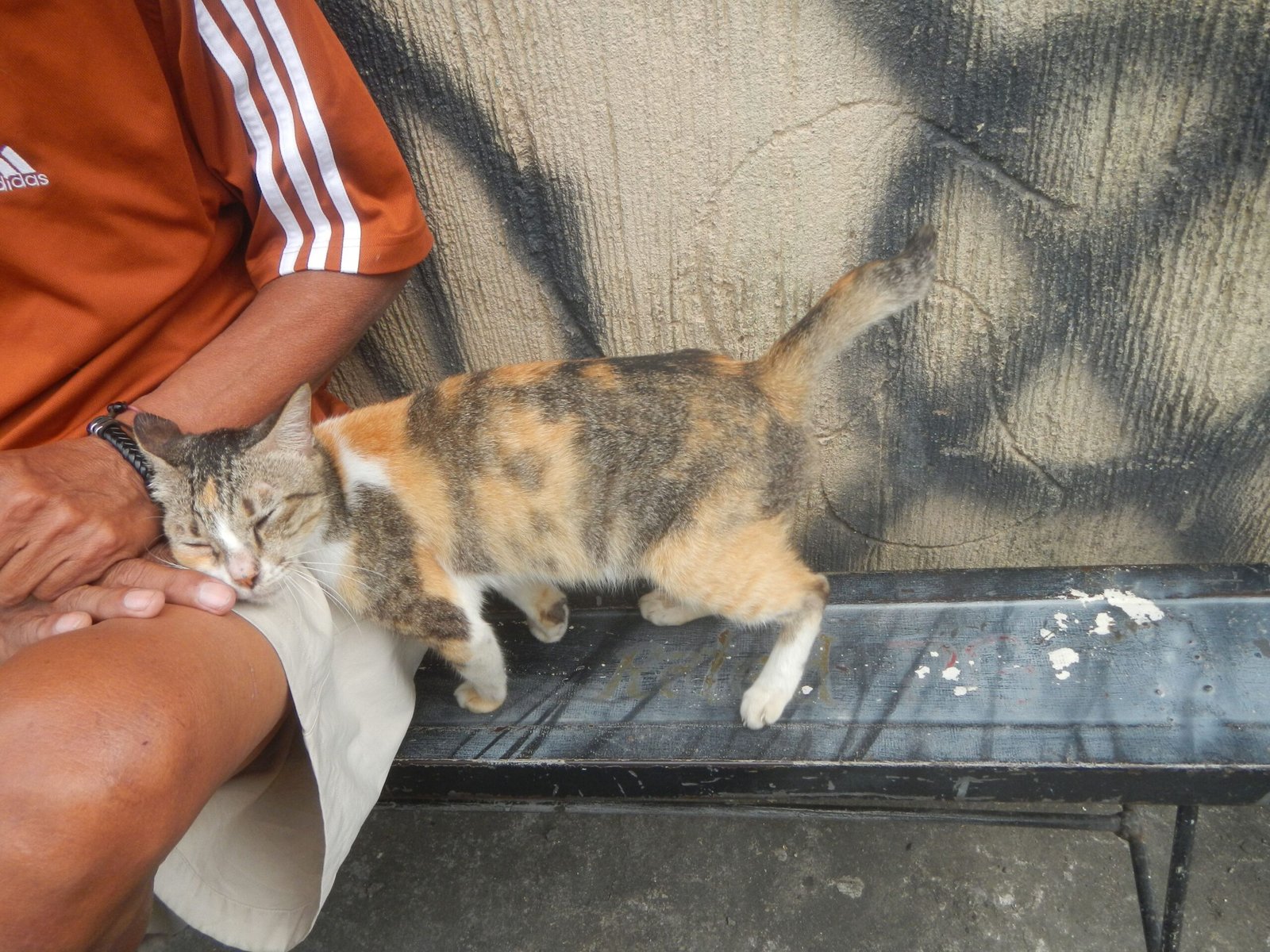 9 Signs Your Cat Is Trying to Cheer You Up