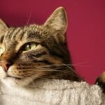 10 Emotional Truths About Why Cats Ignore You