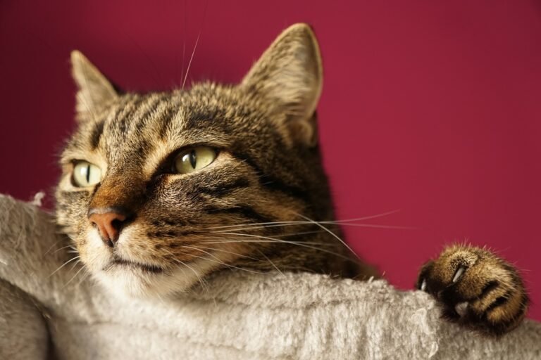 10 Emotional Truths About Why Cats Ignore You