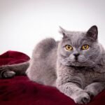 8 Cat Breeds That Rarely Scratch Furniture