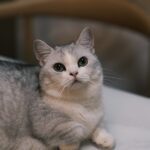 10 Cat Breeds With Big Hearts in Small Bodies