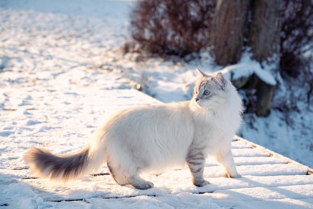 9 Cat Breeds That Thrive in Cold Weather