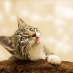 10 Emotional Lessons Cats Teach Us About Letting Go