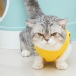 10 Cat Breeds With the Funniest Facial Expressions