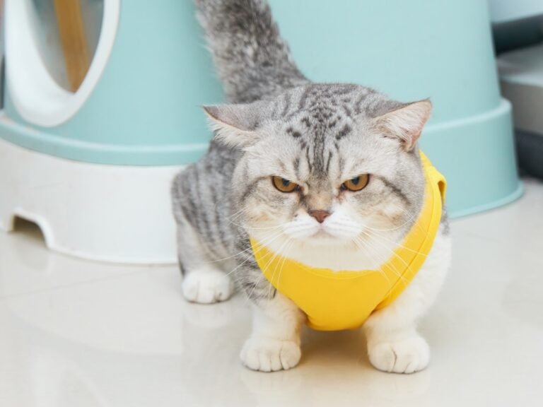 10 Cat Breeds With the Funniest Facial Expressions