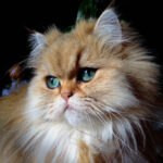 8 Cat Breeds That Excel at Emotional Healing