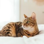 10 Cat Breeds With the Sweetest Morning Rituals