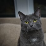 9 Cat Breeds That Hate Loud Guests