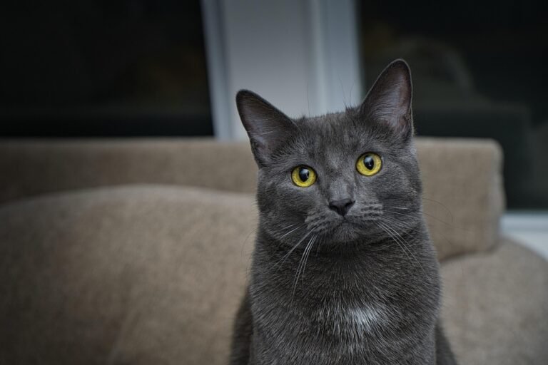 9 Cat Breeds That Hate Loud Guests