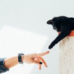 10 Cat Breeds That Bond Deeply With One Person