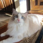 8 Cat Breeds Most Commonly Owned by Artists and Creatives