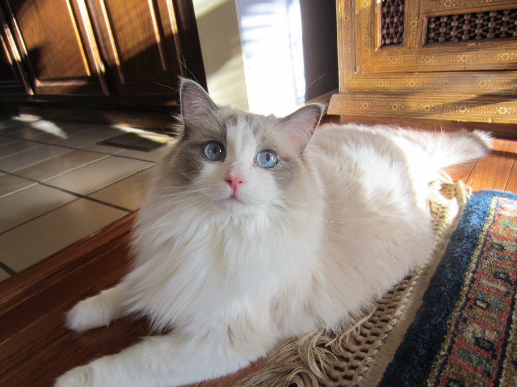 8 Cat Breeds Most Commonly Owned by Artists and Creatives