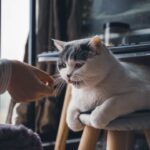 10 Emotional Signs Your Cat Forgives You