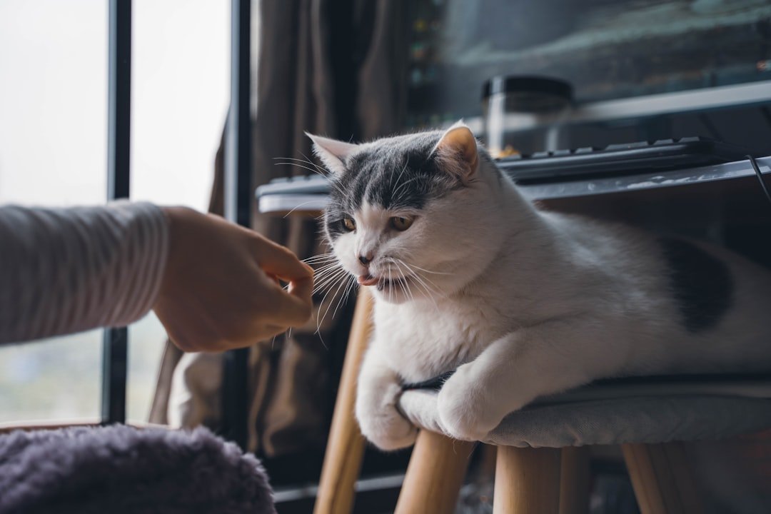 10 Emotional Signs Your Cat Forgives You