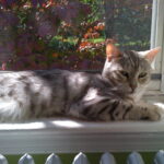 10 Cat Breeds That Love Sunlight More Than Shade
