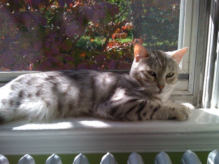 10 Cat Breeds That Love Sunlight More Than Shade