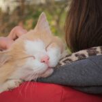 10 Things Cats Do That Mean "I Miss You" When You're Away