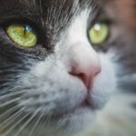 Why Cats Blink Slowly - The Secret Language of Feline Affection