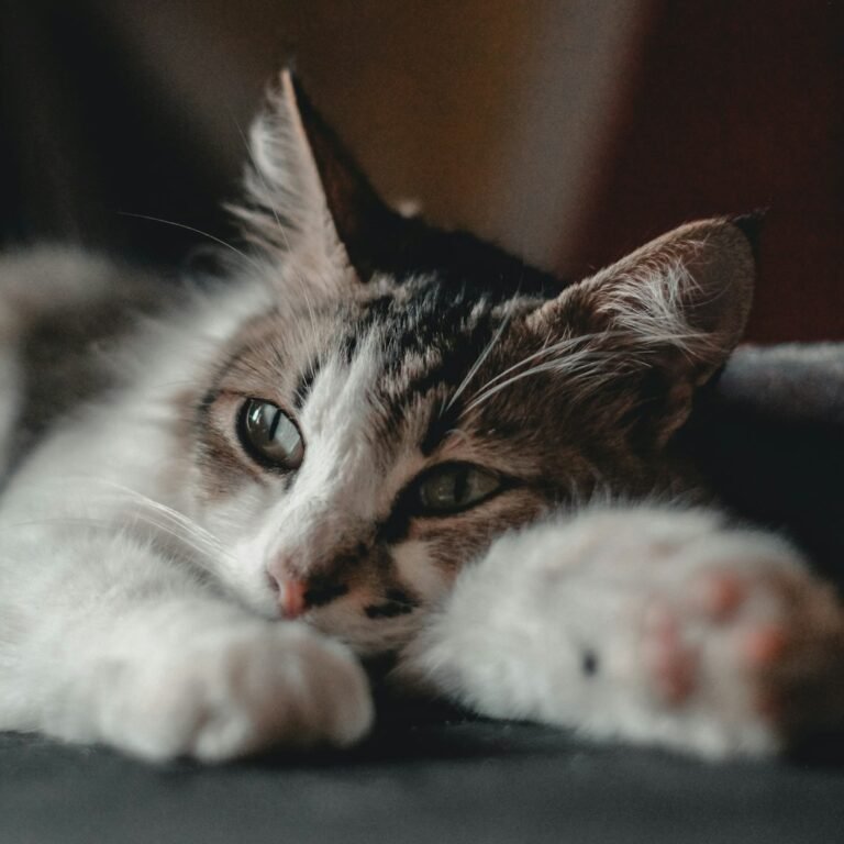 What Happens in Your Cat's Mind When You Leave the House