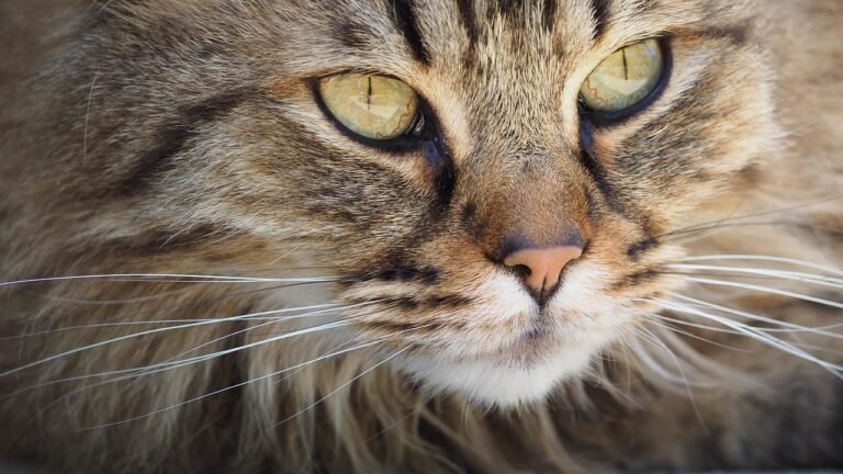 The Wild Side of Housecats - Traits They Share With Panthers