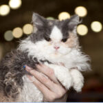 The Cat Breeds That Form the Deepest Emotional Bonds With Owners