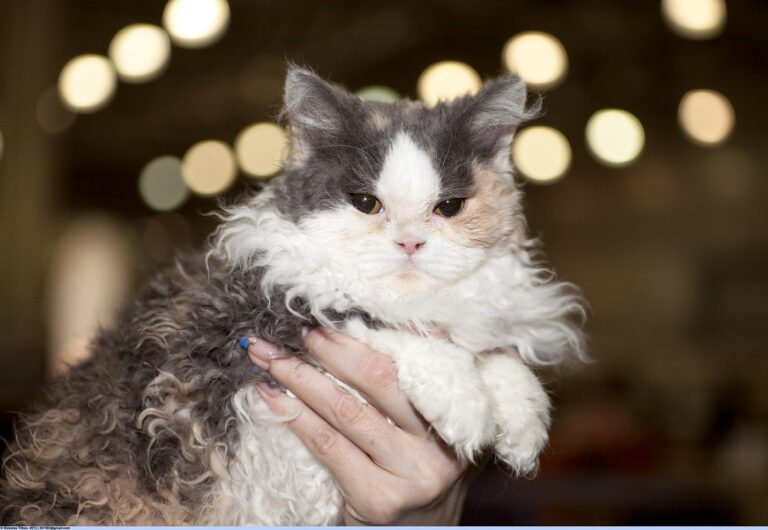The Cat Breeds That Form the Deepest Emotional Bonds With Owners