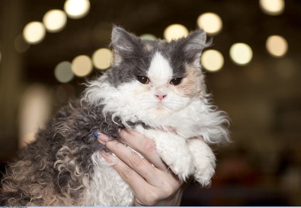 The Cat Breeds That Form the Deepest Emotional Bonds With Owners