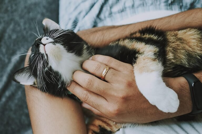 7 Subtle Ways Cats Say "I Trust You" Without Words