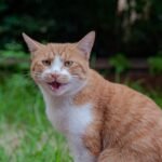 9 Mysterious Cat Sounds Finally Decoded by Experts